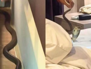 Cobra enorme é capturada após deslizar pelo corpo de mulher dentro de quarto de hotel; veja vídeo