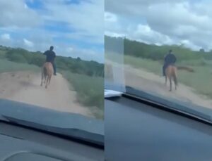 Delegado usa cavalo para prender suspeito de estuprar criança; VEJA VÍDEO