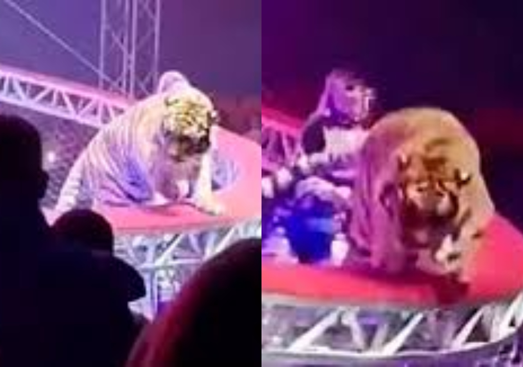 Tigre salta em direção ao público após grade ceder em circo; veja vídeo