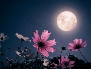 Lua Cheia das Flores ocorrerá na próxima semana; saiba o significado!