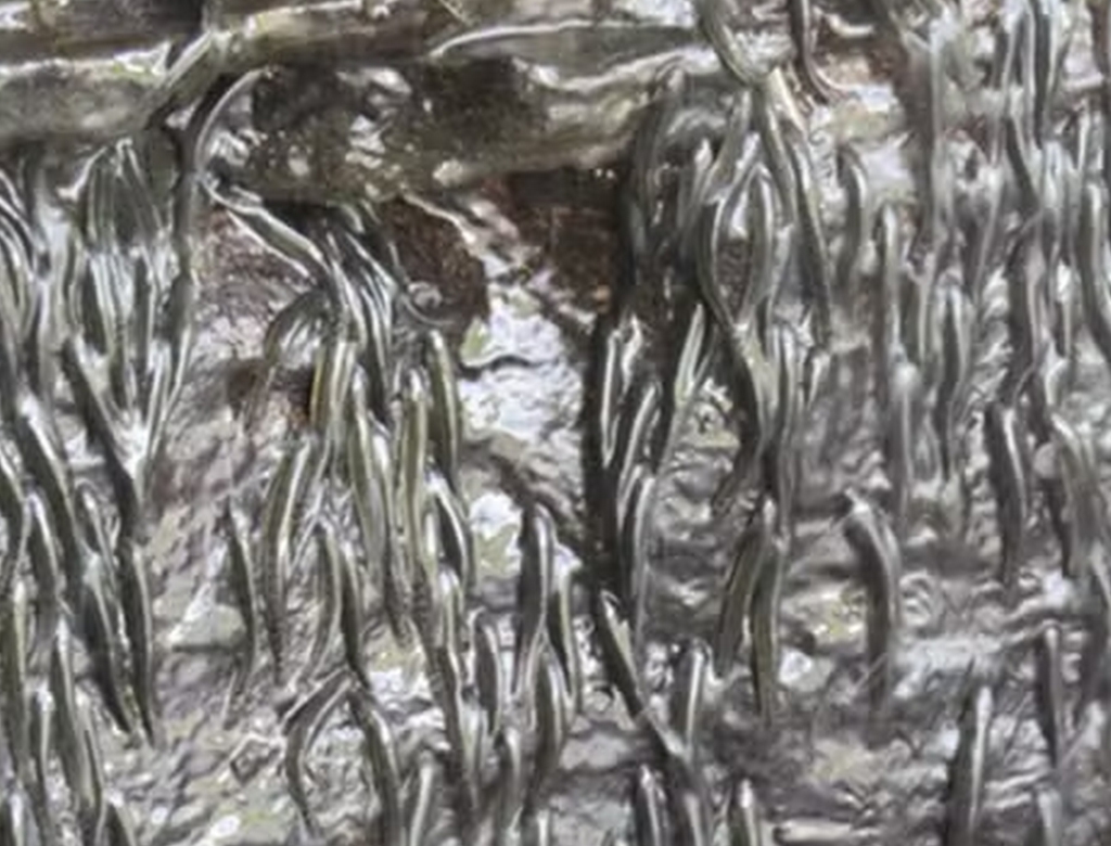 Peixes (foto Reprodução Pacifique Kiwele Mutambala, Emmanuel J. M. W. N. Vreven/Scientific Reports)