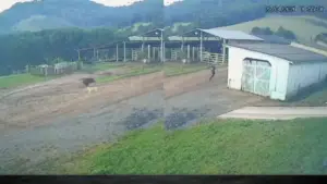 Vídeo mostra momento em que javali decide atacar jovem em SC