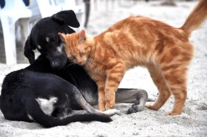 Quem fica com pet em caso de separação do casal? Saiba o que muda com projeto aprovado