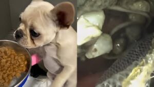 Cachorra é internada após ingerir 55 pedras de crack em SC; veja imagens