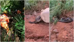 Bombeiros capturam sucuri no quintal de casa em MG; VEJA VÍDEO!