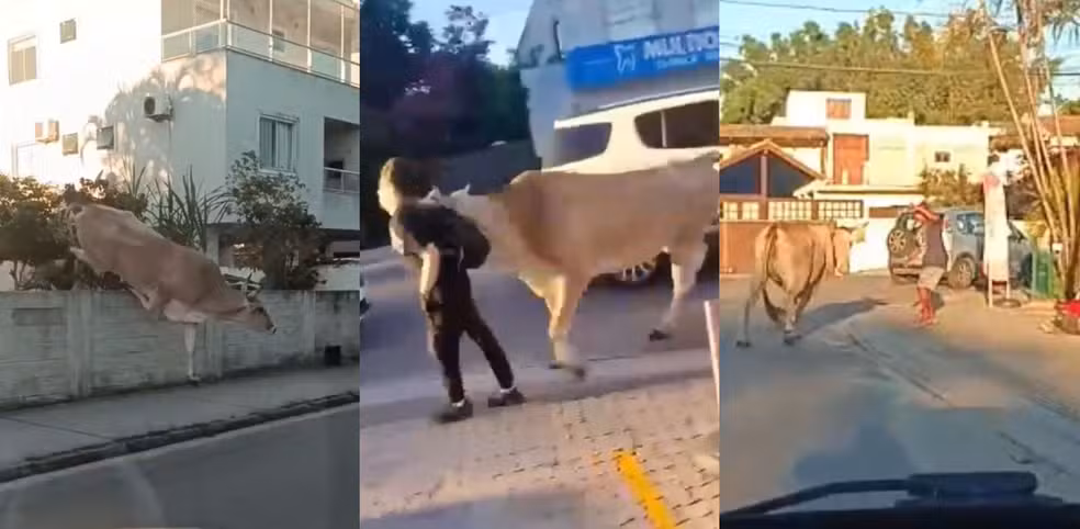 Boi solto pula muro, chifra pedestre e assusta moradores; VEJA VÍDEO!