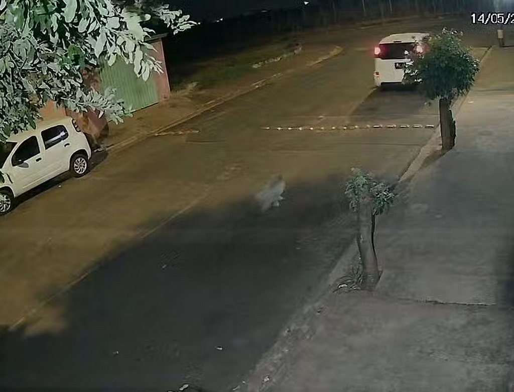 Cachorro (Foto Reprodução Redes Sociais)