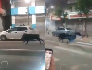 Javali atinge homem na faixa de pedestre e deixa feridos; VEJA VÍDEO