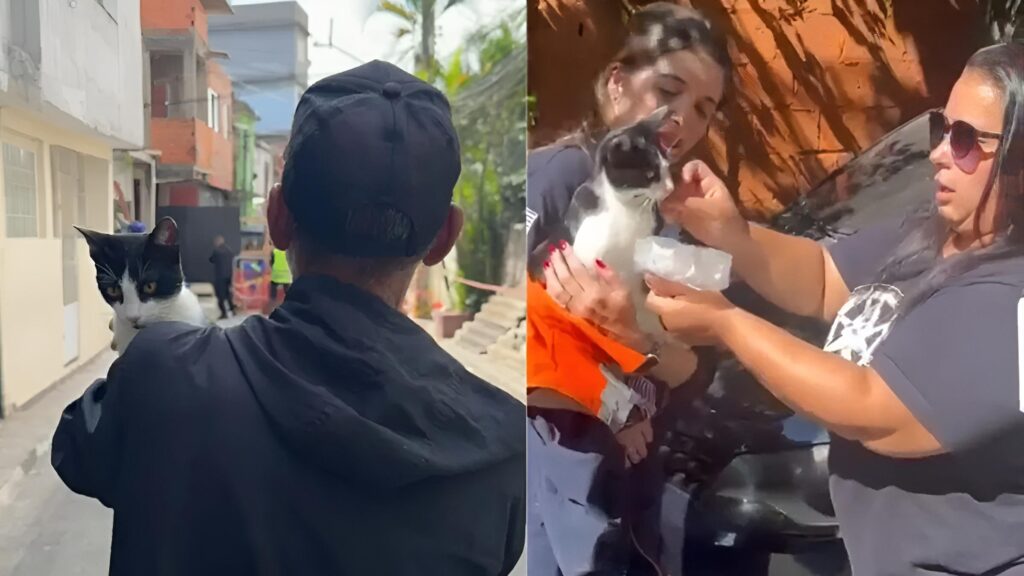 Gata desaparecida após explosão em SP é encontrada nos escombros; veja vídeo