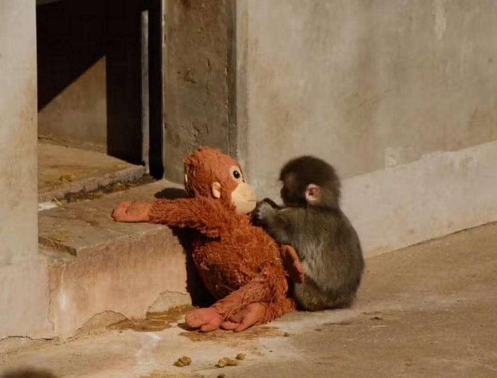Macaco (foto Reprodução Redes Sociais)