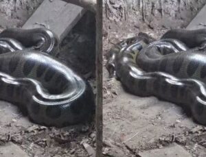Sucuri enorme é resgatada de barriga cheia dentro de galinheiro; VEJA VÍDEO