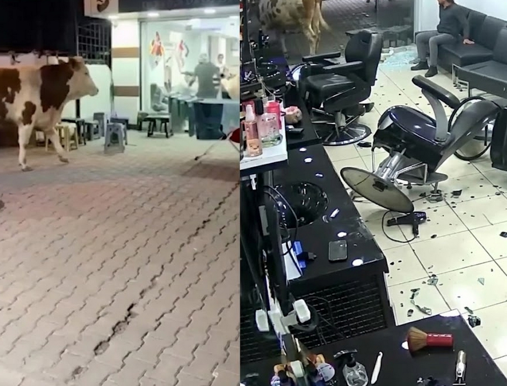 Touro (Foto Reprodução Redes Sociais)