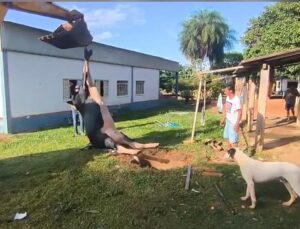 Vaca cai em fosso e mobiliza bombeiros para fazer retirada; VEJA VÍDEO