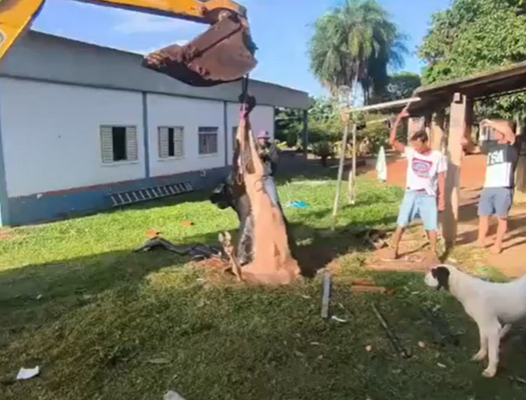 Vaca (Foto Reprodução Redes Sociais)
