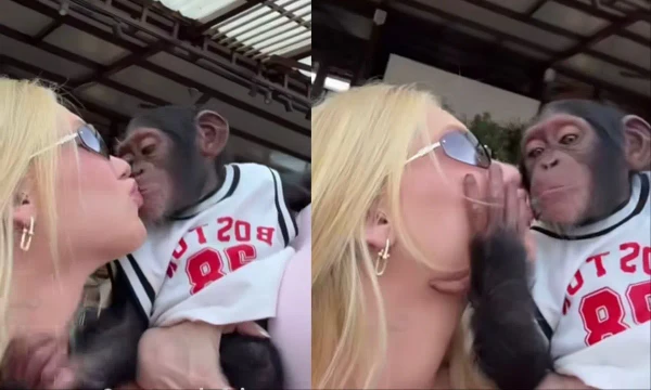 Virginia Fonseca é acusada de racismo contra Vini Jr. após beijar macaco; veja vídeo