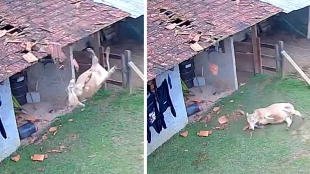 Vaca cai sobre telhado de casa e destrói parte da cobertura em Santa Catarina; VEJA VÍDEO!