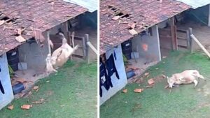 Vaca cai sobre telhado de casa e destrói parte da cobertura em Santa Catarina; VEJA VÍDEO!