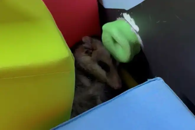 Bombeiros capturam gambá dentro de piscina de espumas; VEJA VÍDEO!