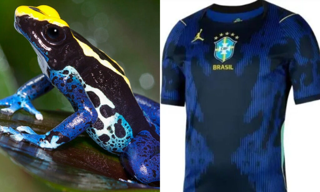 Conheça o sapo que inspirou a camiseta da Seleção Brasileira na Copa
