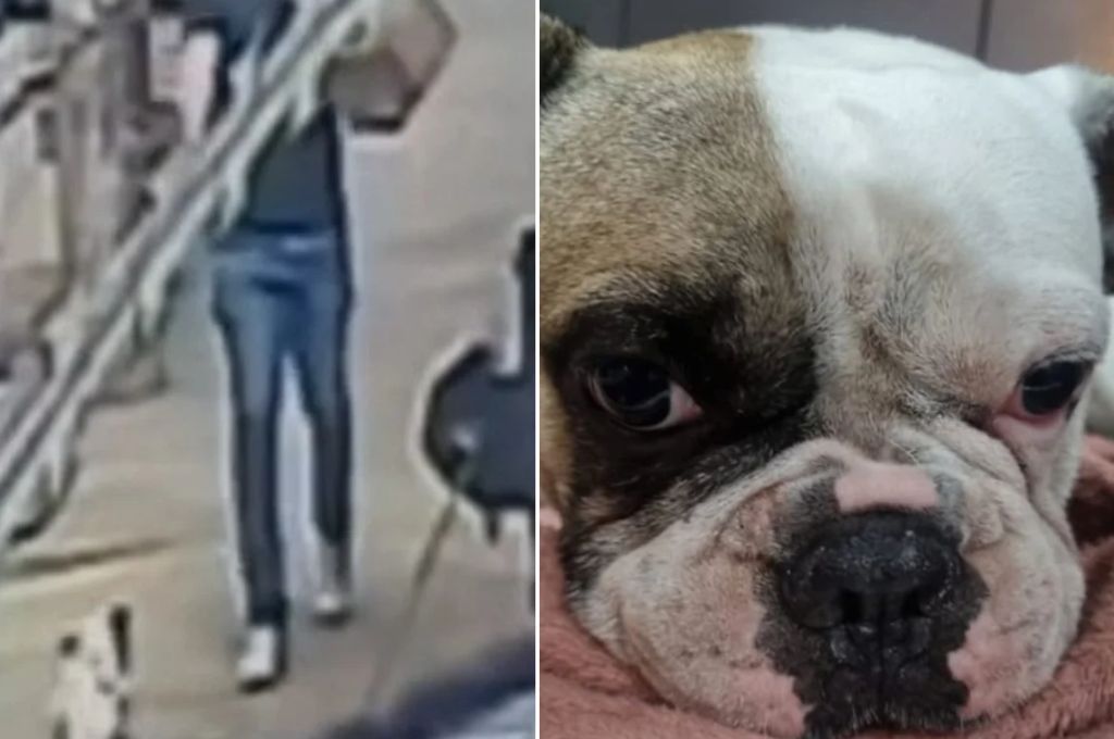 VÍDEO: Homem atira em cachorro depois que animal late para ele