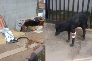 VÍDEO: Homem destrói casinha comunitária e deixa pit-bull atacar cão cego