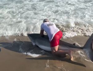 Pescador captura tubarão-branco de mais de 2 metros e monta no animal; VEJA VÍDEO