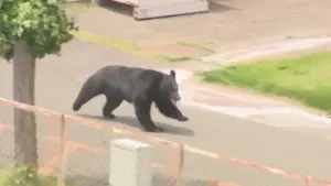 Urso persegue e ataca brutalmente pessoas deixando quatro feridos; VEJA VÍDEO!
