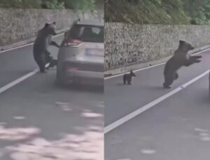 Turista tenta alimentar filhote de urso e é atacado pela mãe do animal; VEJA VÍDEO