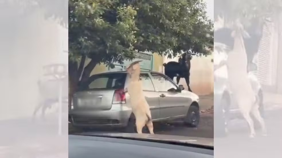 Bodes transformam carro em ‘escada’ para alcançar folhas de árvore; Veja Vídeo!