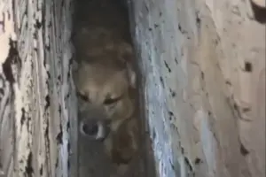 Cachorro caramelo fica preso entre paredes e mobiliza operação de resgate; veja vídeo