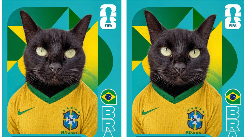 Gato que previu empate do Brasil faz novo palpite para jogo contra o Haiti