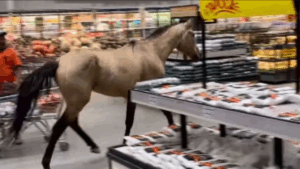 Cavalo é flagrado dentro de supermercado no Recife e surpreende clientes; veja vídeo