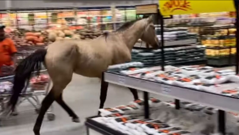 Cavalo é flagrado dentro de supermercado no Recife e surpreende clientes; veja vídeo