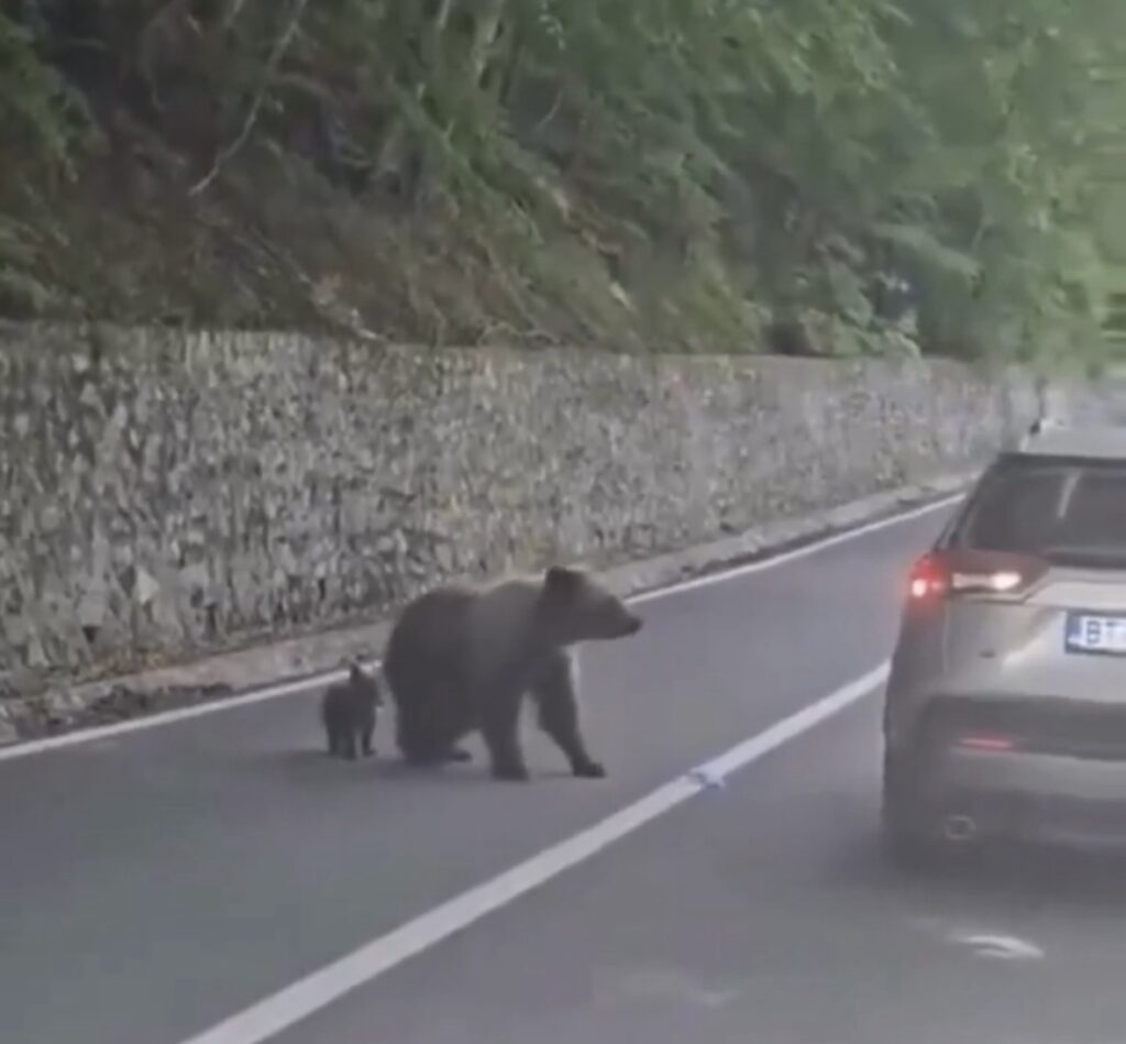Homem tenta alimentar urso e é brutalmente atacado; veja vídeo