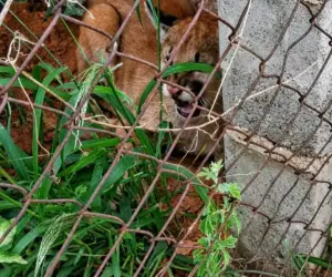 VÍDEO mostra captura de onça-parda em terreno baldio de Campinas; ASSISTA!