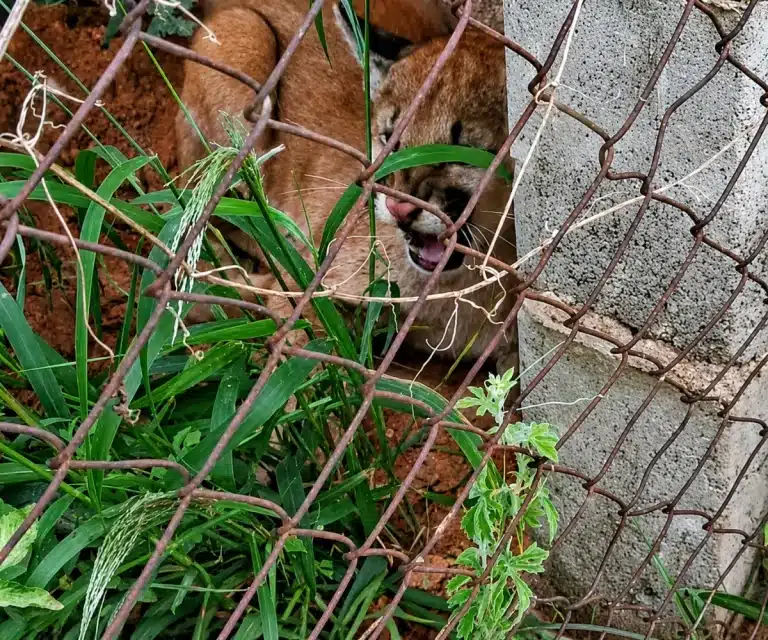 VÍDEO mostra captura de onça-parda em terreno baldio de Campinas; ASSISTA!