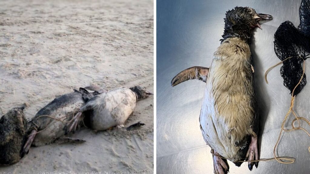 Pinguins são encontrados amarrados a pedra e com sinais de violência; VEJA VÍDEO!