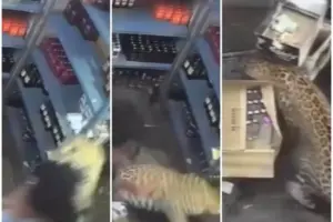 Leopardo invade distribuidora, ataca funcionários e cena impressiona; veja vídeo