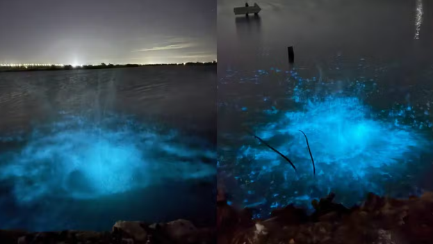 Estudante flagra fenômeno raro que faz água do mar brilhar em azul; vídeo