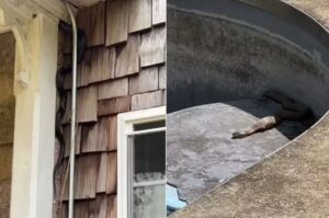 VÍDEO: Casal compra mansão histórica e descobre propriedade tomada por centenas de cobras