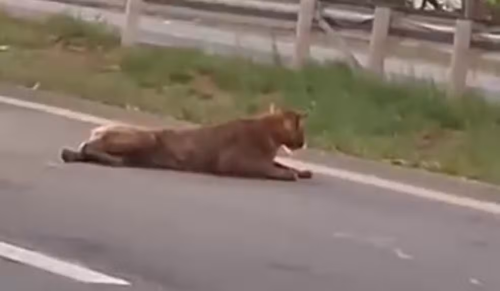 Homem puxa onça viva pelo rabo no meio de rodovia no interior de SP; VÍDEO