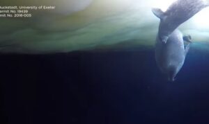 Vídeo flagra mãe foca dando “aula de natação” ao filhote na Antártida; Assista