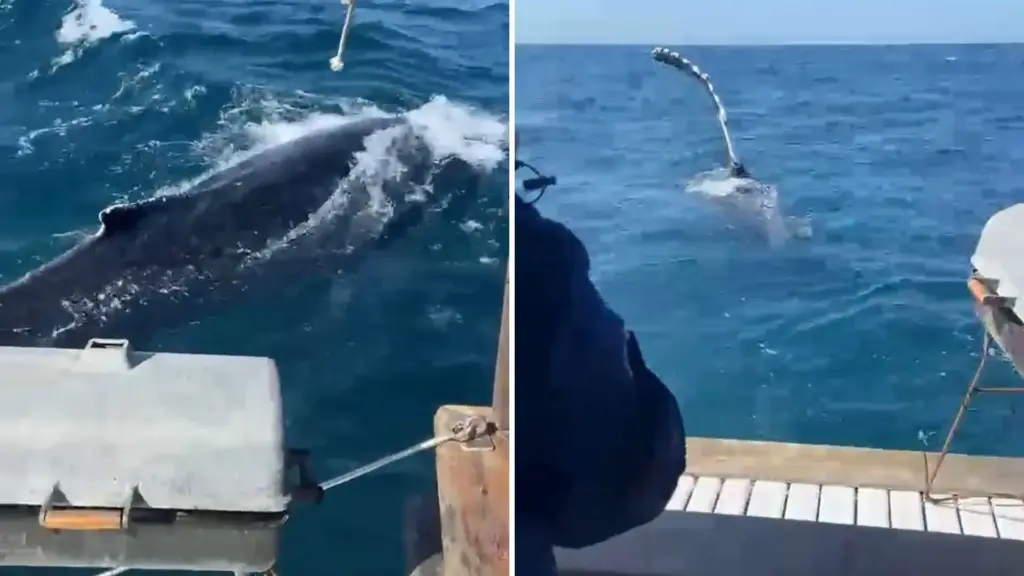 Baleias-jubarte dão show perto de escuna em Guarapari; veja vídeo