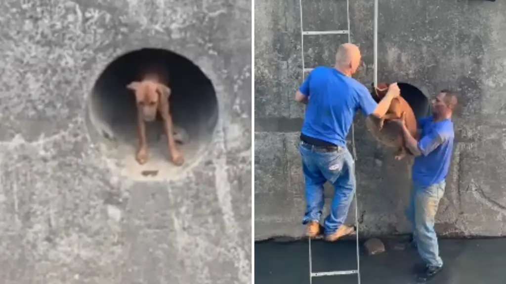Cachorro é resgatado após ficar preso em tubulação de água em SP; VEJA VÍDEO!