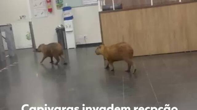 Capivaras passeiam na Assembleia Legislativa de Mato Grosso; VEJA VÍDEO!