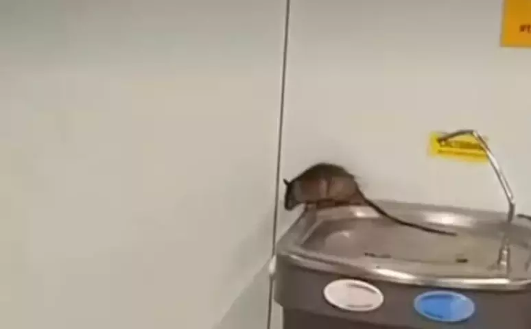 Rato é flagrado em bebedouro do Aeroporto de Guarulhos; VEJA VÍDEO!