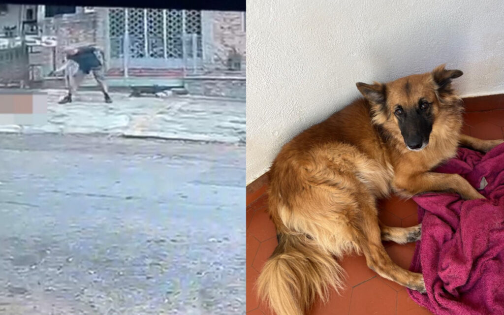 Tutora de cão morto a tiros na Tijuca diz que crime foi premeditado