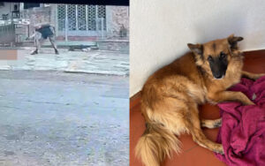 Tutora de cão morto a tiros na Tijuca diz que crime foi premeditado