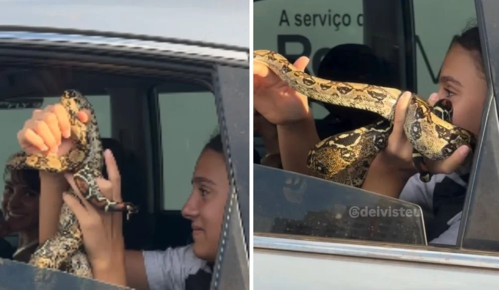 Jiboia é flagrada “passeando” de carro no trânsito; veja vídeo