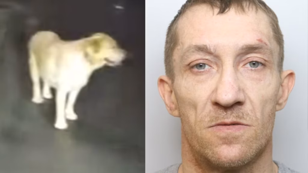 Cachorro leva policiais até tutor após tentativa de fuga inusitada; veja vídeo